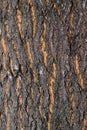 Rough Tree Bark Texture. Royalty Free Stock Photo