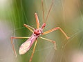 Detailed macro shot of an assassin bug, highlighting its sharp proboscis and textured body against a smooth, blurred background Royalty Free Stock Photo