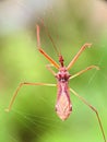 Detailed macro shot of an assassin bug, highlighting its sharp proboscis and textured body against a smooth, blurred background Royalty Free Stock Photo