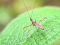 Detailed macro shot of an assassin bug, highlighting its sharp proboscis and textured body against a smooth, blurred background Royalty Free Stock Photo