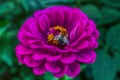 Detailed macro shot of a bumblebee, sitting on a pink zinnia elegans flower Royalty Free Stock Photo