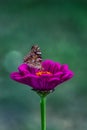 Detailed macro shot of a butterfly, sitting on a pink zinnia elegans flower Royalty Free Stock Photo