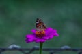 Detailed macro shot of a butterfly, sitting on a pink zinnia elegans flower Royalty Free Stock Photo