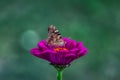 Detailed macro shot of a butterfly, sitting on a pink zinnia elegans flower Royalty Free Stock Photo