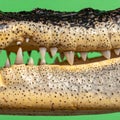 Powerful Alligator Jaws Isolated on Green Screen Royalty Free Stock Photo