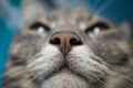 Detailed macro shot of cat muzzle snout Royalty Free Stock Photo