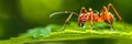 Detailed macro shot of a determined ant diligently transporting a vibrant green leaf Royalty Free Stock Photo
