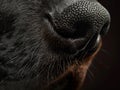 Close-up of Dog Nose Texture