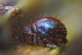 Detailed macro shot of Globular springtail Royalty Free Stock Photo