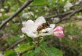 Detailed macro shot of an honey bee resting on apple blossom in spring season, Honey bee standing over white blossom flower. Royalty Free Stock Photo