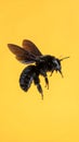 Close-up of a Carpenter Bee in Flight Against a Vibrant Yellow Background Royalty Free Stock Photo