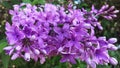 Lilac Colored Lilac Panicle Macro