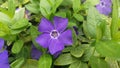 A Purple Vinca Flower Macro