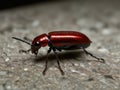 Close-up of a shiny red beetle on a textured stone surface Royalty Free Stock Photo