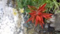 Red Indian Paintbrush Flower Macro Royalty Free Stock Photo