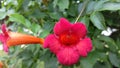 Red Trumpetvine Flower - Macro Royalty Free Stock Photo