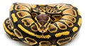 Close-up detailed view of a ball python\'s intricate pattern and scales isolated on white background Royalty Free Stock Photo