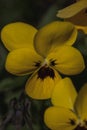 Detailed macro shot of yellow violet flower Royalty Free Stock Photo