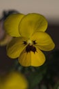 Detailed macro shot of yellow violet flower Royalty Free Stock Photo