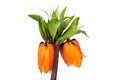 Detail of a orange crown imperial Royalty Free Stock Photo