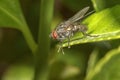 Detailed macro of sitting fly on a green leaf, blurred background. Royalty Free Stock Photo