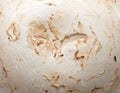 Detailed Macro Texture of a White Mushroom Cap Surface with Brown Spots Royalty Free Stock Photo