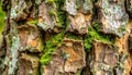 Detailed Macro of Tree Bark with Moss Patches and Natural Texture in Daylight Royalty Free Stock Photo