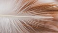 This detailed macro view emphasizes the feather s natural beauty and function Royalty Free Stock Photo