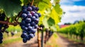 Detailed macro view of ripe grapes hanging on vineyard branch against vineyard background Royalty Free Stock Photo