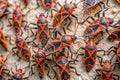 Close up of many red and black boxelder bugs on textured ground Royalty Free Stock Photo