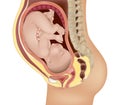 Detailed medical illustration of a baby in the womb. Fetus in Utero. Anatomy of pregnancy and birth. Royalty Free Stock Photo