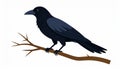 A detailed minimalist vector illustration featuring a sleek common black crow or raven perched securely upon a thin brown tree Royalty Free Stock Photo