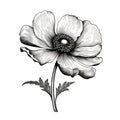 Detailed Monochrome Anemone Flower Illustration In Chiaroscuro Woodcut Style Royalty Free Stock Photo