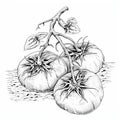 Detailed Monochrome Hand Sketched Tomatoes: Charming Illustrations