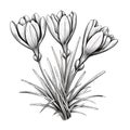 Detailed Monochrome Sketch Of Three Crocus Flowers