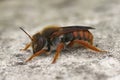 Detailed closeup on the coloreful spotted red-resin bee, Rhodanthidium sticticum sitting on a stone