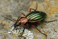 Natural closeup on a colorful large metallic green and red ground beetle, Carabus auronitens in Austria Royalty Free Stock Photo