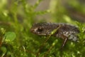 Natural facial closeup on a Four toed salamander, Hemidactylium scutatum sitting in green moss Royalty Free Stock Photo