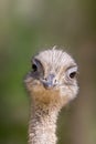 Detailed front view portrait ostrich struthio camelus in sunli