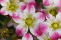 Closeup on the colorful white and pink Saxifrage flowers in the garden