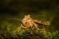 Nighttime closeup on an Angle shades owlet moth, Phlogophora meticulosa, sitting on green moss