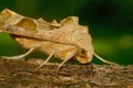 Detailed nighttime closeup on an Angle shades owlet moth, Phlogophora meticulosa, sitting on a twig