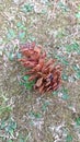 The detailed part of the fallen Conifer cone on the grass surface