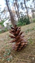 The detailed part of the fallen Conifer cone on the grass surface