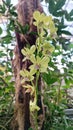 The detailed part of the green orchid flower