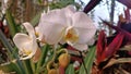 The detailed part of the white orchid flower