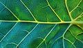 Detailed Patterns of a Green Leaf Surface Under Magnification, Highlighting Its Veins and Design Royalty Free Stock Photo