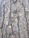 Detailed patterns on tree trunks