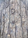 Detailed patterns on tree trunks