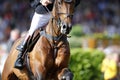 Detailed photo of a brown horse approaching the jump, shooting from the front